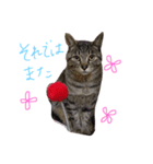 最後に送るにゃんころスタンプ（個別スタンプ：6）