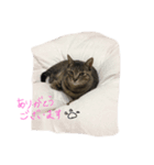 最後に送るにゃんころスタンプ（個別スタンプ：7）