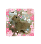 うさぎのマロン姫（個別スタンプ：1）