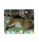 うさぎのマロン姫（個別スタンプ：3）