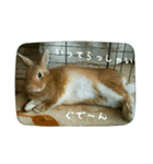 うさぎのマロン姫（個別スタンプ：4）