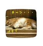 うさぎのマロン姫（個別スタンプ：8）