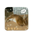 うさぎのマロン姫（個別スタンプ：11）