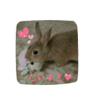 うさぎのマロン姫（個別スタンプ：14）