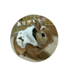 うさぎのマロン姫（個別スタンプ：15）