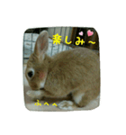 うさぎのマロン姫（個別スタンプ：16）