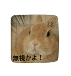うさぎのマロン姫（個別スタンプ：26）