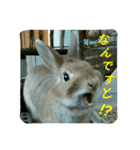 うさぎのマロン姫（個別スタンプ：30）