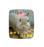 うさぎのマロン姫（個別スタンプ：31）