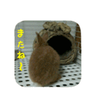 うさぎのマロン姫（個別スタンプ：32）