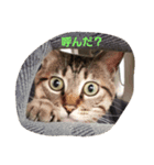 トビさん（個別スタンプ：1）
