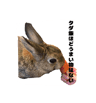 かまちょうさぎ（個別スタンプ：1）