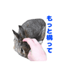 かまちょうさぎ（個別スタンプ：3）