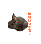 かまちょうさぎ（個別スタンプ：5）