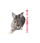 かまちょうさぎ（個別スタンプ：6）