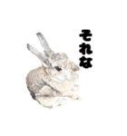 かまちょうさぎ（個別スタンプ：7）