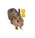 かまちょうさぎ（個別スタンプ：8）