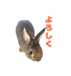かまちょうさぎ（個別スタンプ：10）