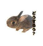 かまちょうさぎ（個別スタンプ：11）