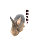 かまちょうさぎ（個別スタンプ：12）