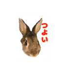 かまちょうさぎ（個別スタンプ：16）