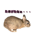 かまちょうさぎ（個別スタンプ：17）