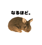 かまちょうさぎ（個別スタンプ：18）