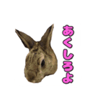 かまちょうさぎ（個別スタンプ：21）