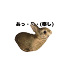 かまちょうさぎ（個別スタンプ：22）