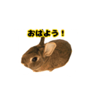 かまちょうさぎ（個別スタンプ：24）