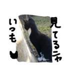 ハチワレ  猫  白黒  じっと君  2（個別スタンプ：2）