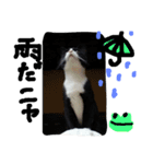 ハチワレ  猫  白黒  じっと君  2（個別スタンプ：4）
