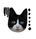 ハチワレ  猫  白黒  じっと君  2（個別スタンプ：5）