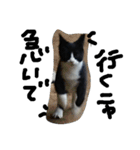ハチワレ  猫  白黒  じっと君  2（個別スタンプ：7）