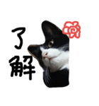 ハチワレ  猫  白黒  じっと君  2（個別スタンプ：9）