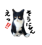 ハチワレ  猫  白黒  じっと君  2（個別スタンプ：12）
