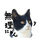ハチワレ  猫  白黒  じっと君  2（個別スタンプ：13）