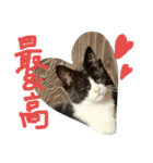 ハチワレ  猫  白黒  じっと君  2（個別スタンプ：15）
