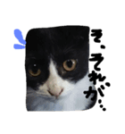 ハチワレ  猫  白黒  じっと君  2（個別スタンプ：16）