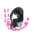 ハチワレ  猫  白黒  じっと君  2（個別スタンプ：17）