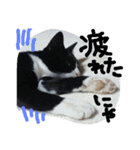 ハチワレ  猫  白黒  じっと君  2（個別スタンプ：19）
