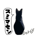 ハチワレ  猫  白黒  じっと君  2（個別スタンプ：23）