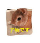 ウサギのひめじ（個別スタンプ：1）