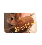ウサギのひめじ（個別スタンプ：2）
