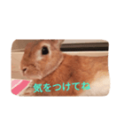 ウサギのひめじ（個別スタンプ：3）