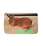 ウサギのひめじ（個別スタンプ：4）