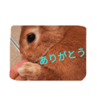 ウサギのひめじ（個別スタンプ：5）