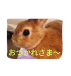 ウサギのひめじ（個別スタンプ：6）