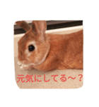 ウサギのひめじ（個別スタンプ：7）