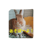 ウサギのひめじ（個別スタンプ：8）